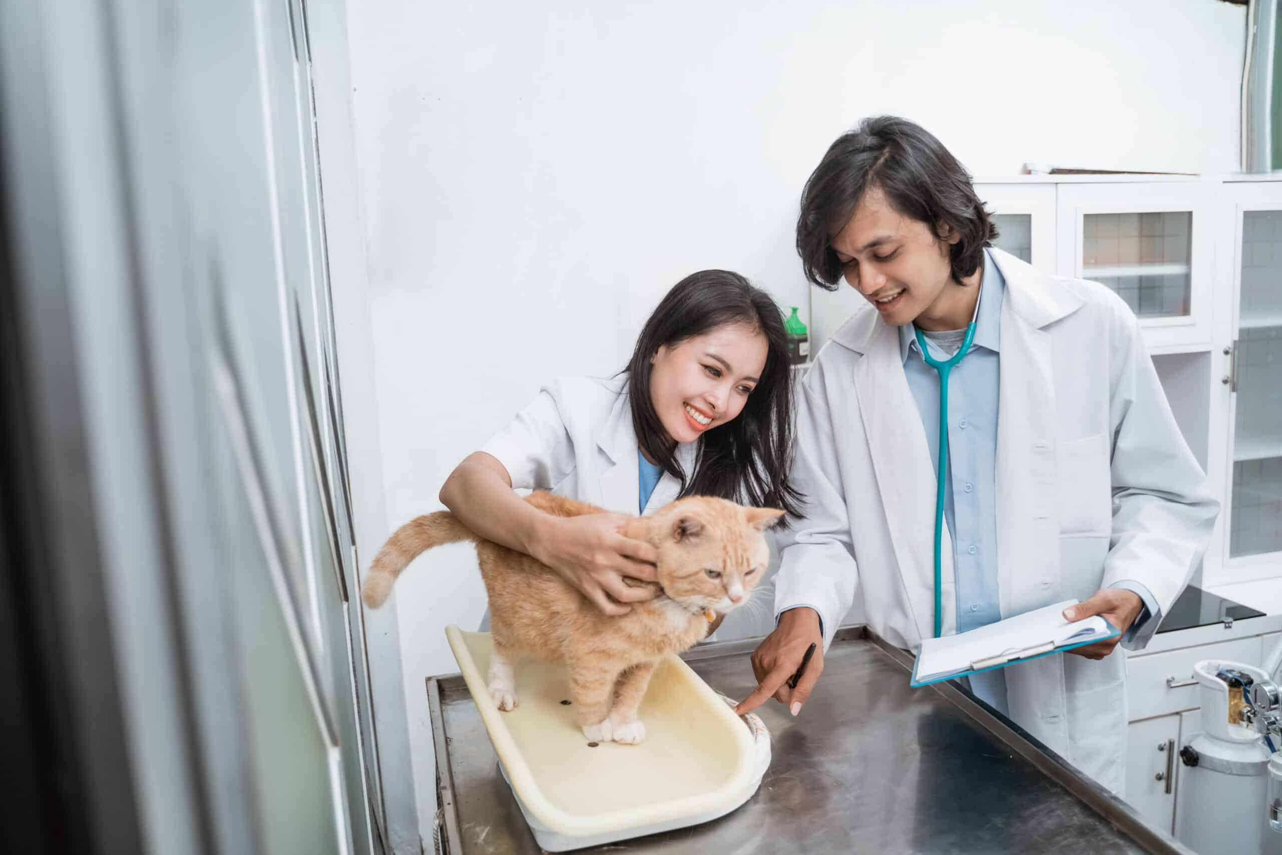 Veterinary Business Guide: Trends Shaping Modern Practices