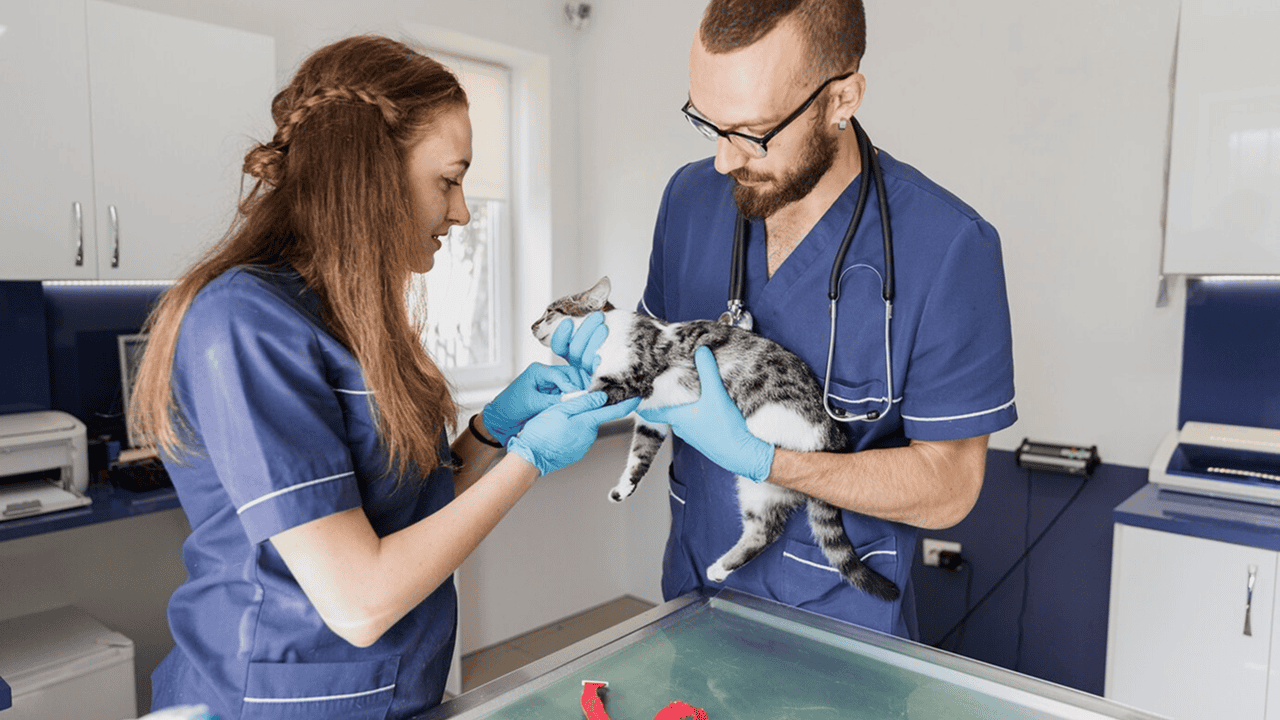 Mastering Operations: A Practical Veterinary Business Guide