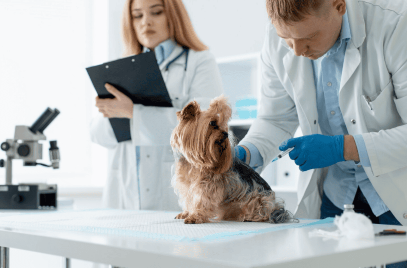veterinary software 
