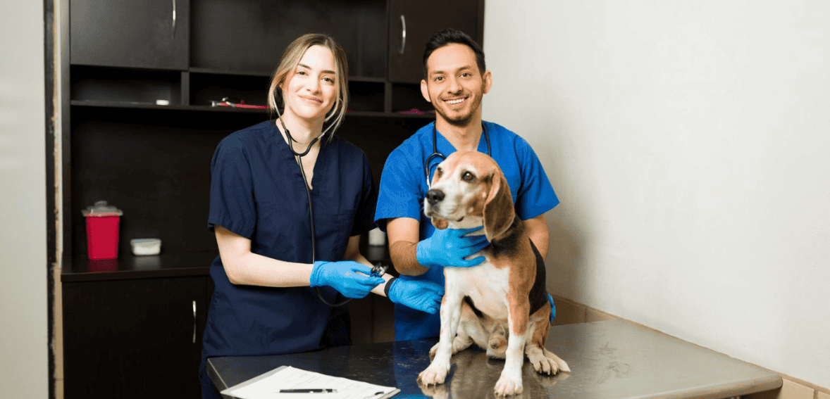 Vet Staff Efficiency: How to Build High Performing Teams