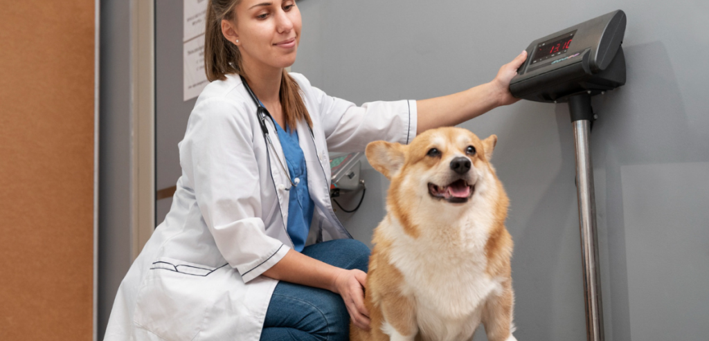 Veterinary Automation