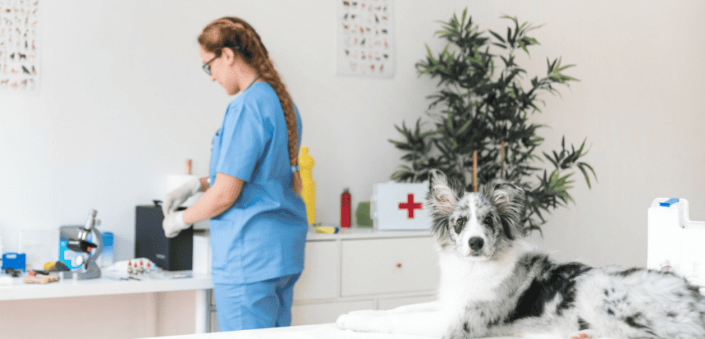 Veterinary Front Desk