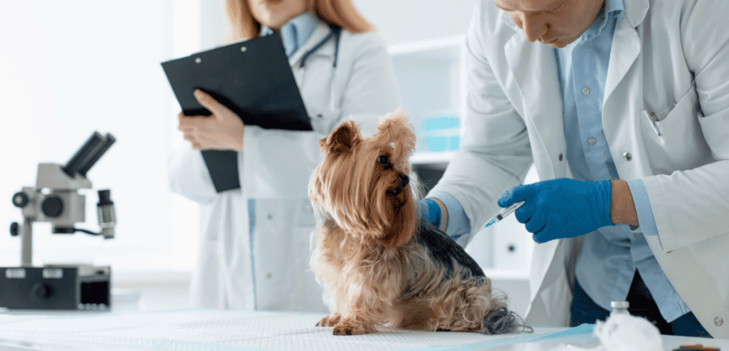 Veterinary Local SEO