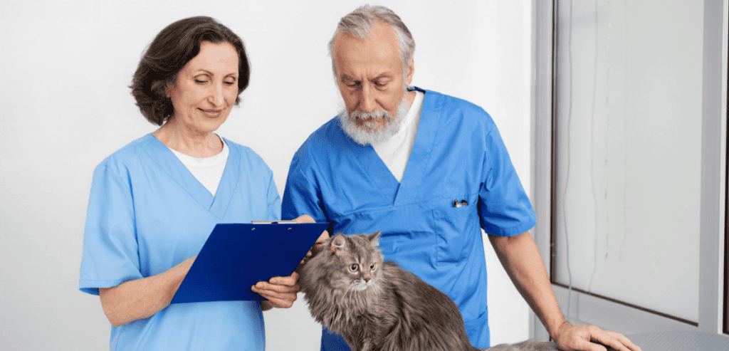 Veterinary Content Marketing