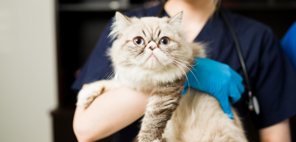 Veterinary Social Media