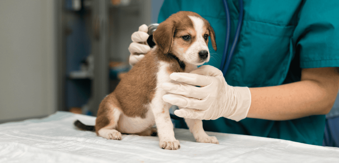 Specialty Veterinary Marketing: How to Market Specialized Veterinary Services to the Right Audience