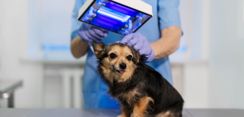 AI in Veterinary Medicine