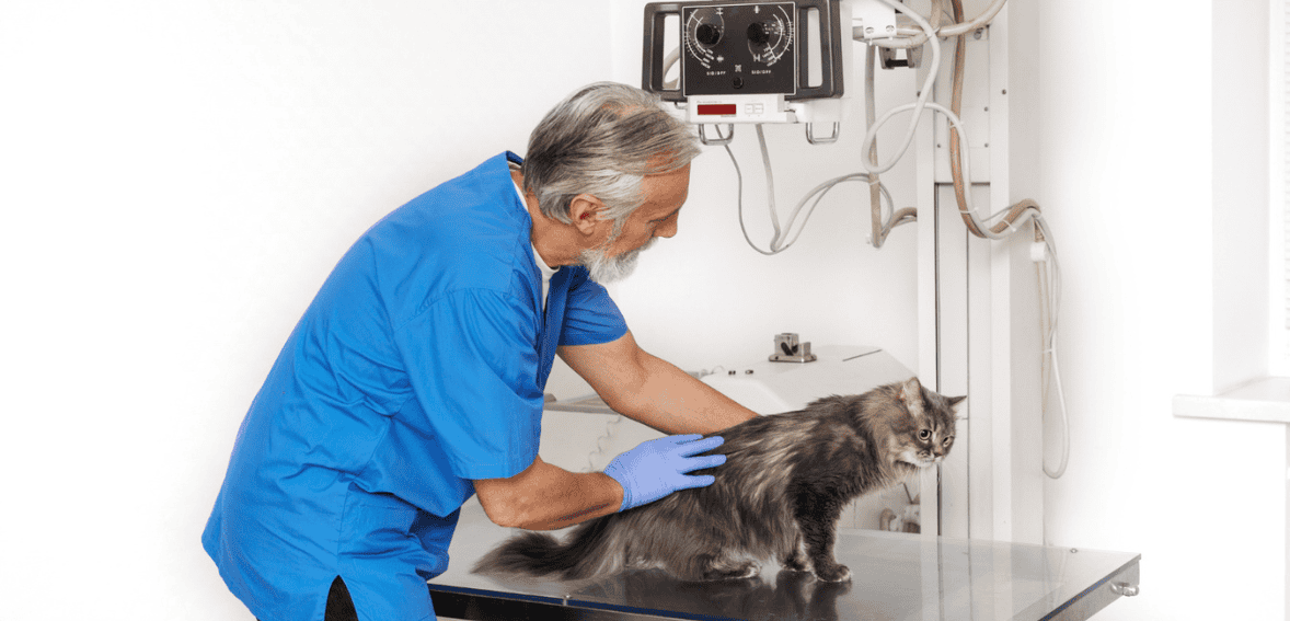 Why Workflow Automation Matters in Busy Veterinary Practices