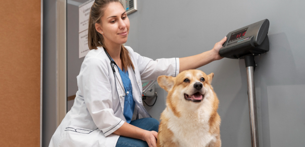Veterinary Data Security