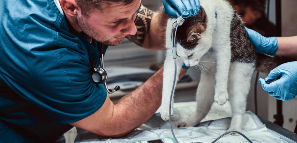 Veterinary Technology Trends
